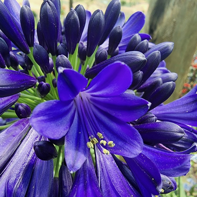 Agapanthus 'Midnight Sky'