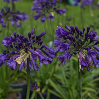 Agapanthus 'Poppin Purple'