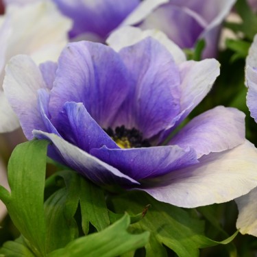 Anemone coronaria MISTRAL PLUS® 'Azzurro'