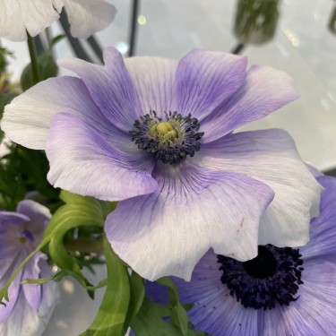 Anemone coronaria MISTRAL PLUS® 'Azzurro'
