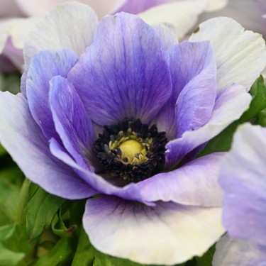 Anemone coronaria MISTRAL PLUS® 'Azzurro'