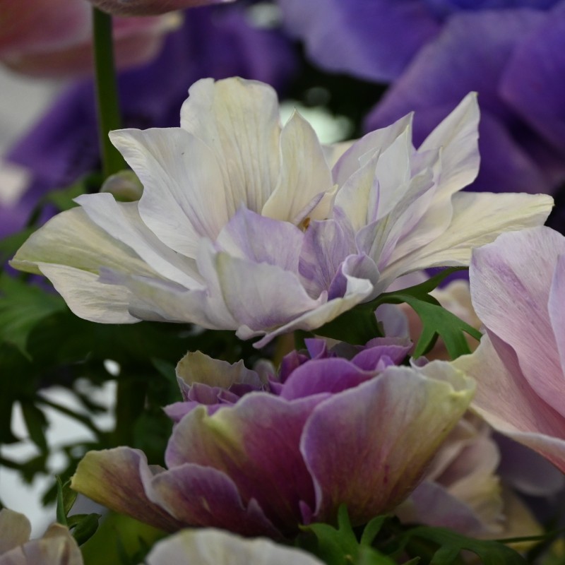 Anemone coronaria MISTRAL PLUS® 'Rarity'