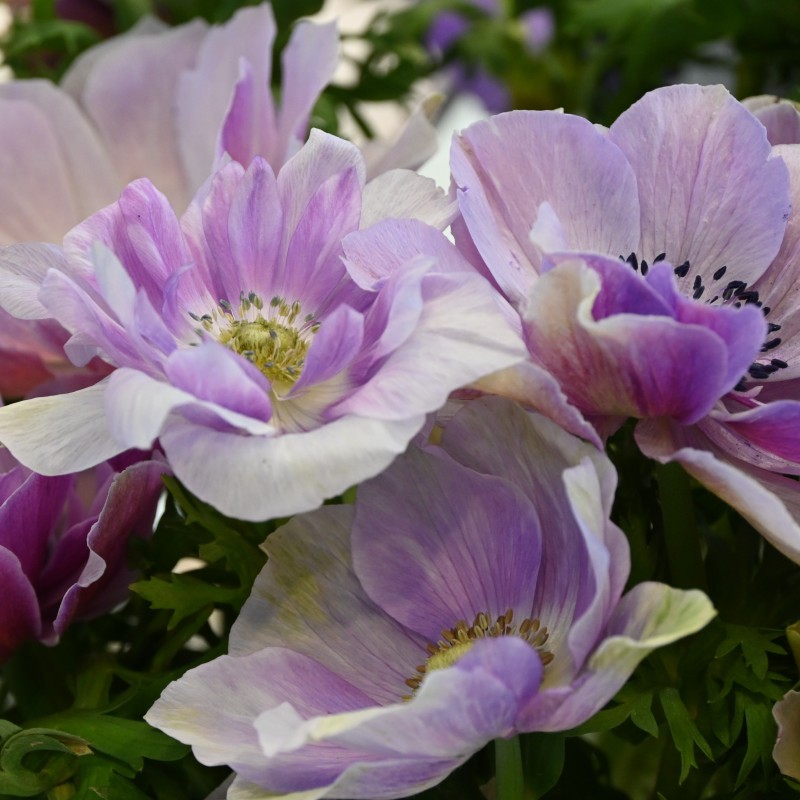 Anemone coronaria MISTRAL PLUS® 'Rarity'