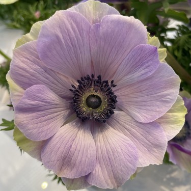 Anemone coronaria MISTRAL PLUS® 'Rarity'
