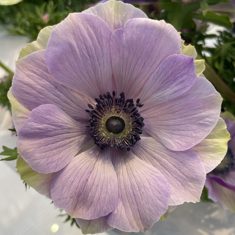 Anemone coronaria MISTRAL PLUS® 'Rarity'