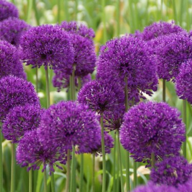 Allium 'Purple Sensation'