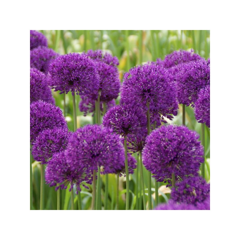 Allium 'Purple Sensation'