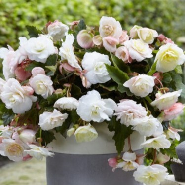 Begonia 'Cascade Odorosa White Blush' 