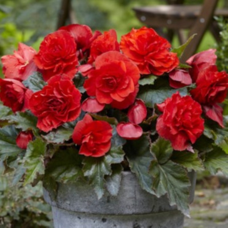 Begonia 'Cascade Odorosa Red Sunset' 