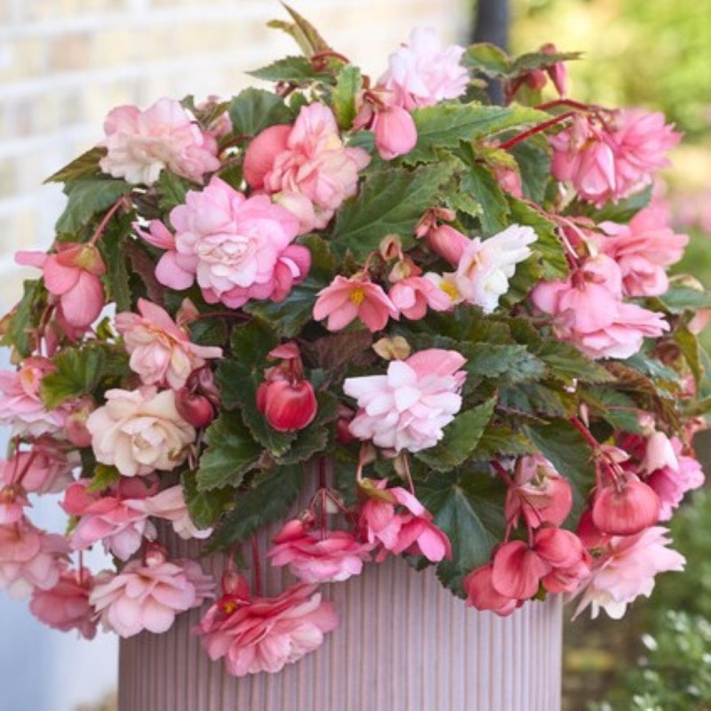 Begonia 'Cascade Florence' 