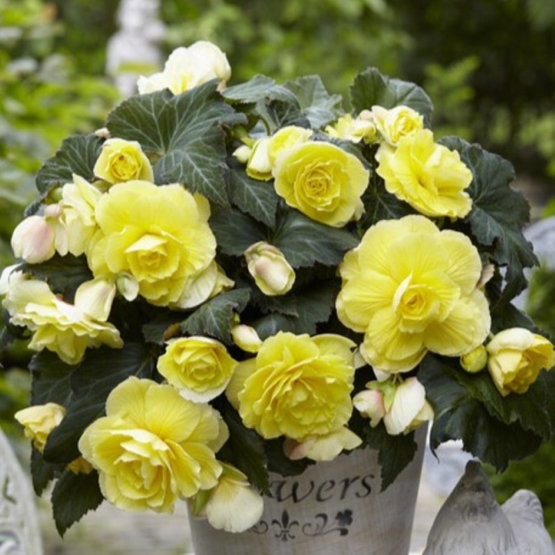 Begonia 'Cascade Odorosa Yellow Flame' 