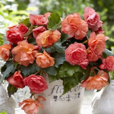 Begonia 'Cascade Odorosa Sweet Pink' 