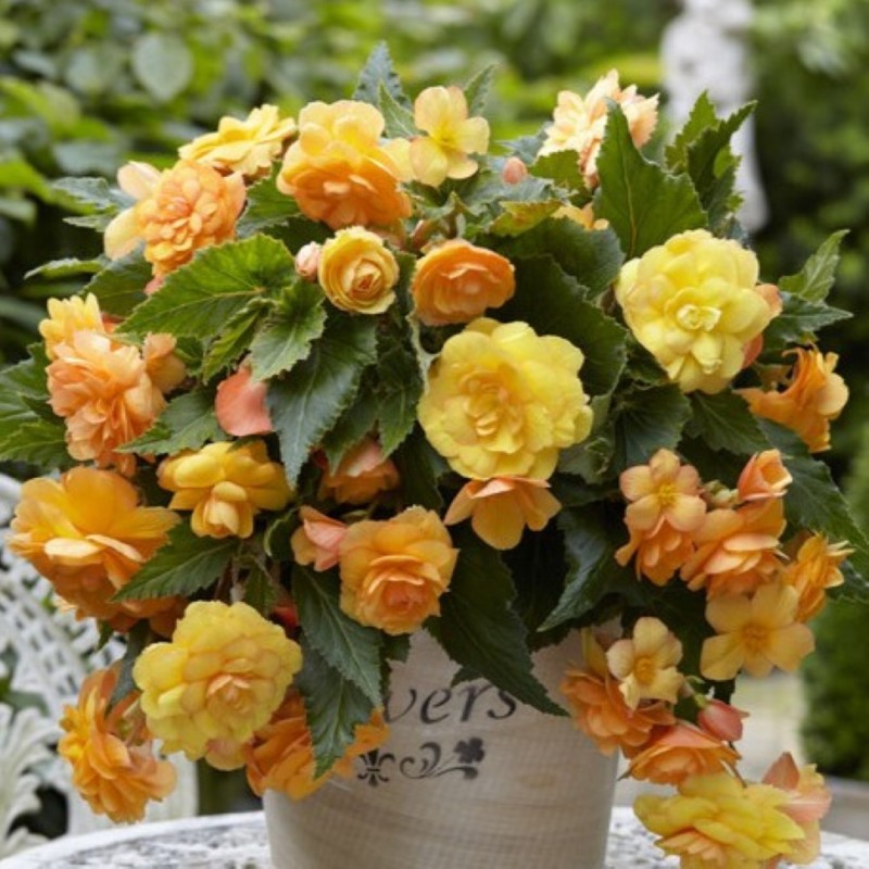 Begonia 'Illumination Apricot Shade'