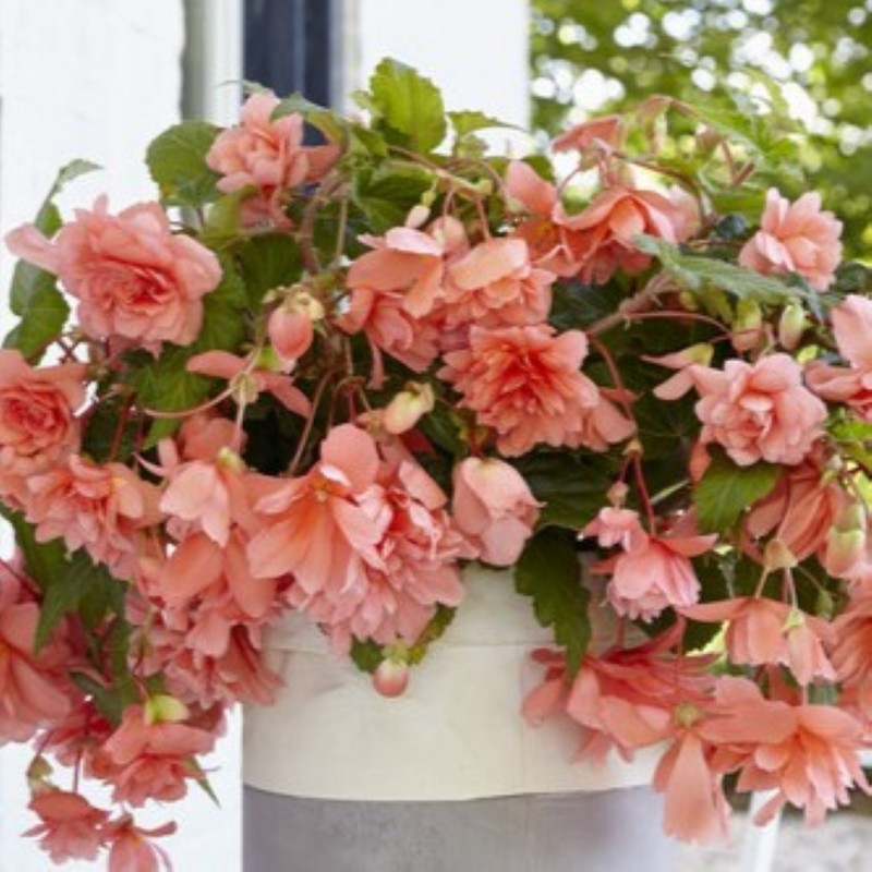 Begonia 'Illumination Salmon Pink'