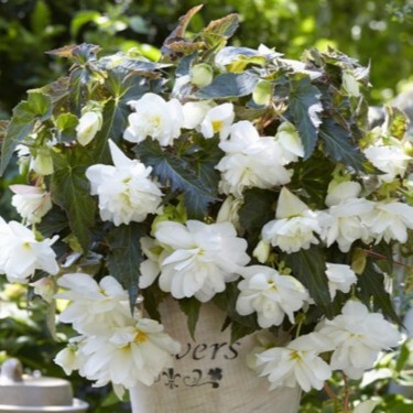 Begonia 'Illumination White'