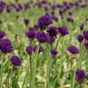 Allium 'Purple Sensation'