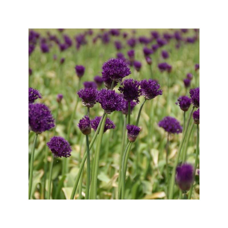 Allium 'Purple Sensation'