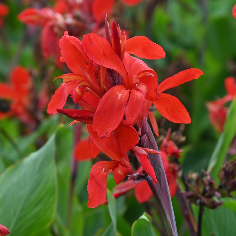 Canna 'Firebird'