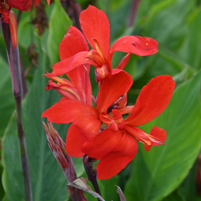 Canna 'Firebird'