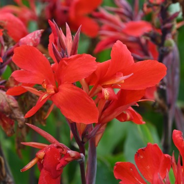 Canna 'Firebird'