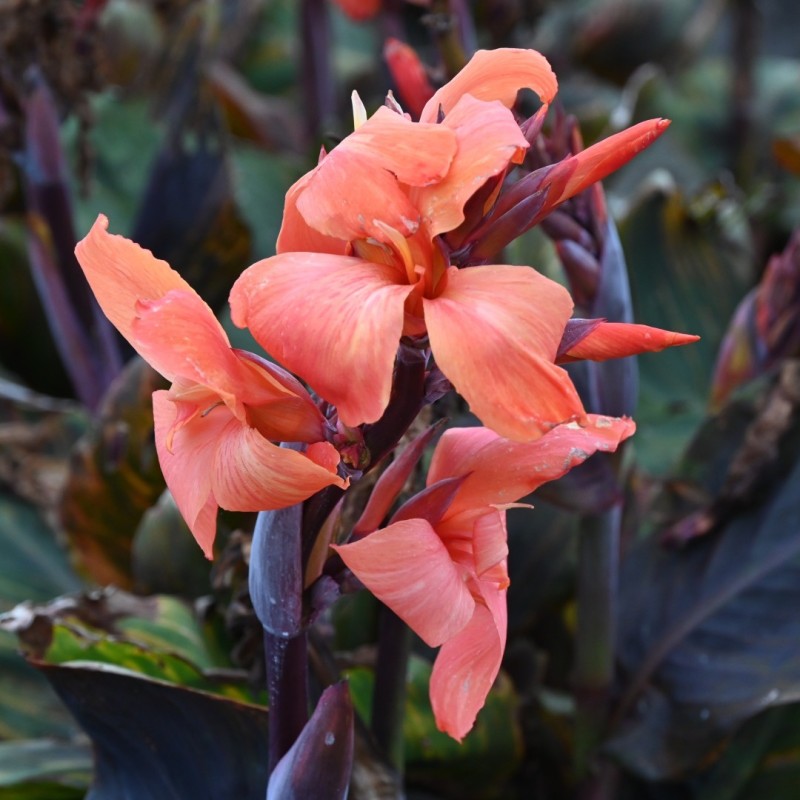 Canna 'Panache Black'