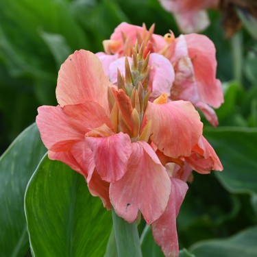 Canna 'Pink Princess'