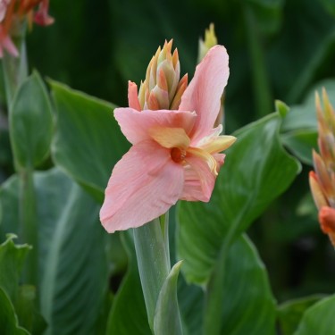 Canna 'Pink Princess'