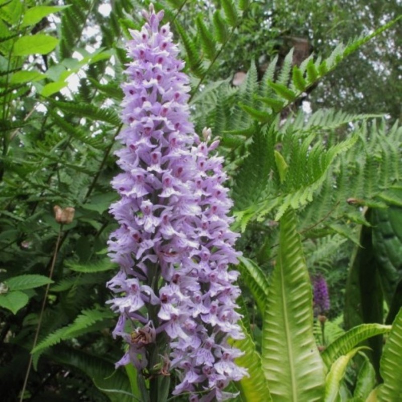 Dactylorhiza fuchsii