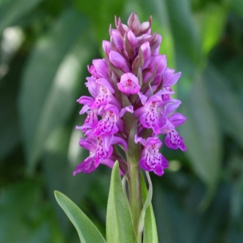 Dactylorhiza purpurella