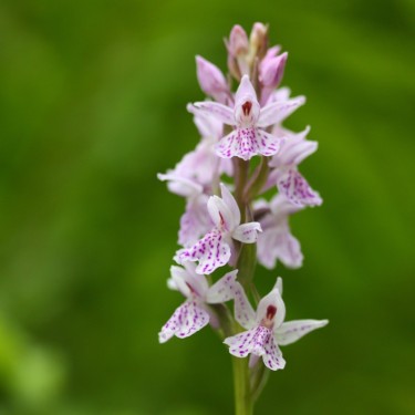 Dactylorhiza maculata subsp. ericetorum
