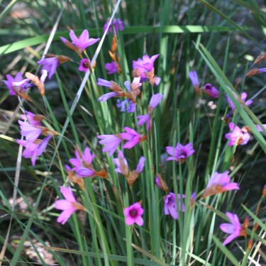 Dierama pauciflorum
