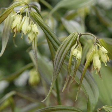 Disporum cantoniense 'Green Giant'