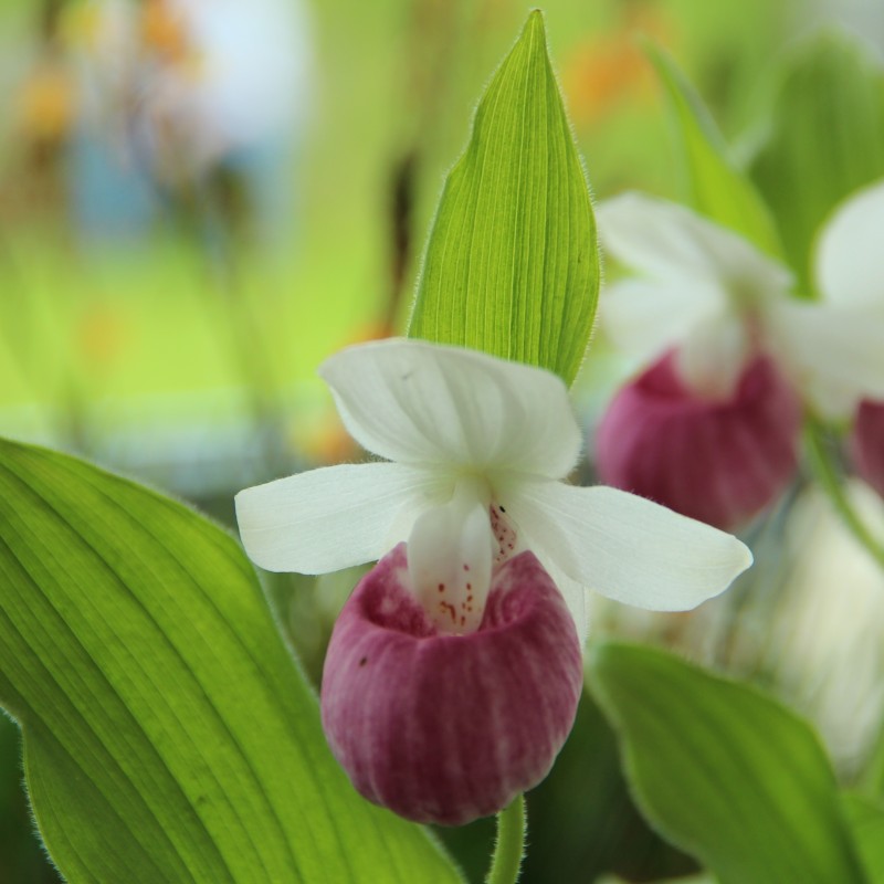 Cypripedium reginae