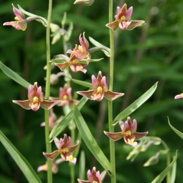 Epipactis 'Sabine'
