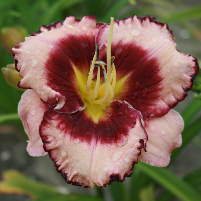 Hemerocallis 'Stormy Skye'