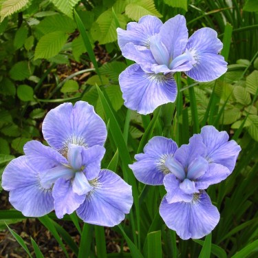 Iris sibirica 'Dear Delight'