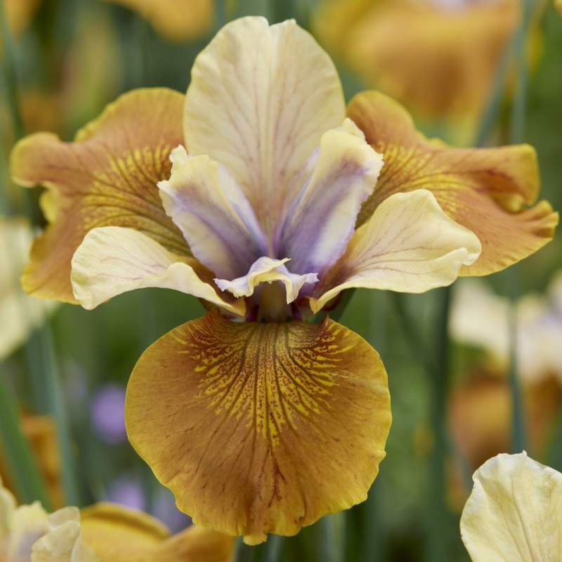 Iris sibirica 'Colonel Mustard'