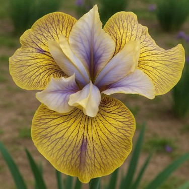 Iris sibirica 'Lime Street Blues'