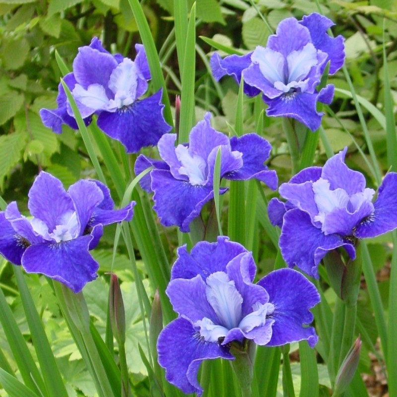 Iris sibirica 'Regency Belle'