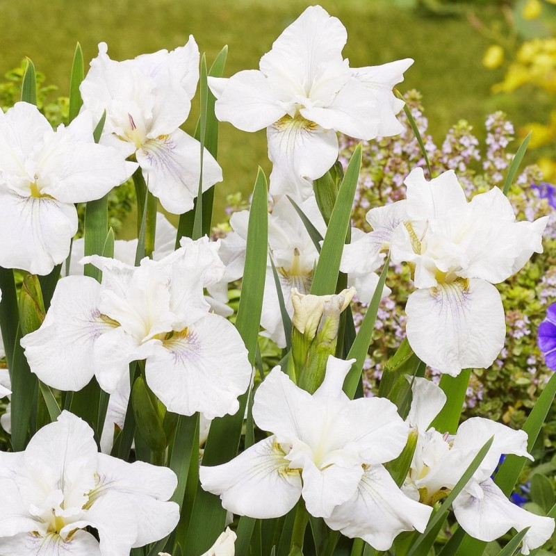 Iris sibirica 'Not Quite White'