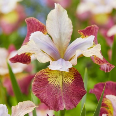 Iris sibirica 'Sugar Rush'