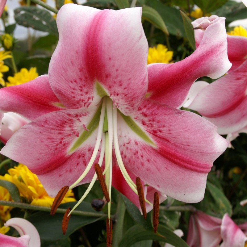 Lilium 'Anastasia' 