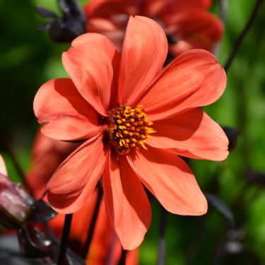 Dahlia 'Bishop of Oxford'