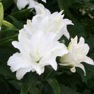 Lilium 'My Wedding' 