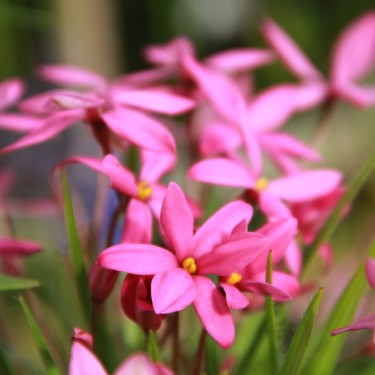 Rhodoxis 'Hebron Farm Cerise'