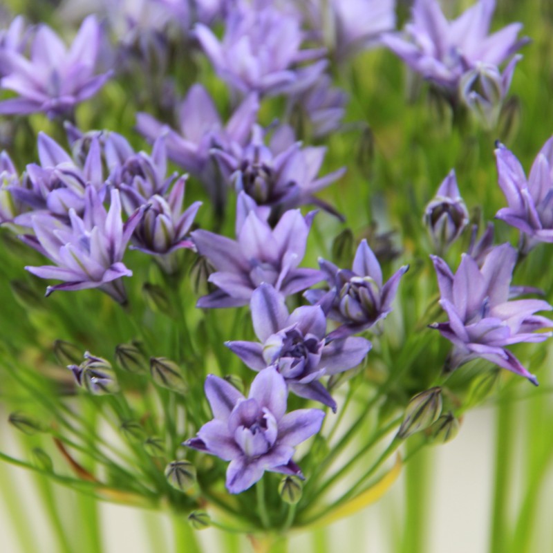 Triteleia 'Aquarius' Triteleia 'Aquarius'