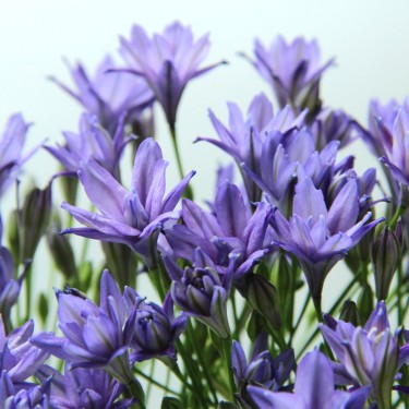Triteleia 'Aquarius' Triteleia 'Aquarius'