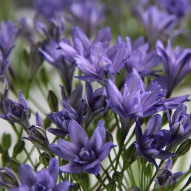Triteleia 'Aquarius' Triteleia 'Aquarius'