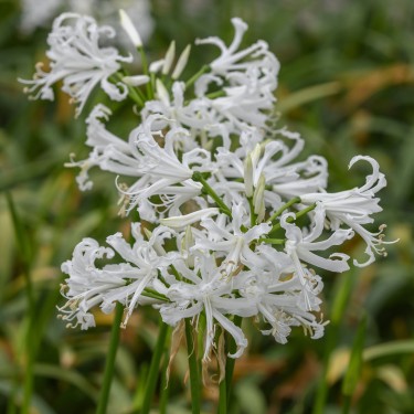 Nerine bowdenii 'Like a Virgin'