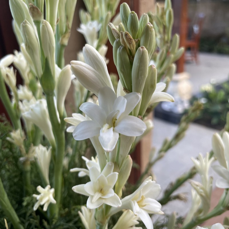 Polianthes tuberosa 'The Pearl' 